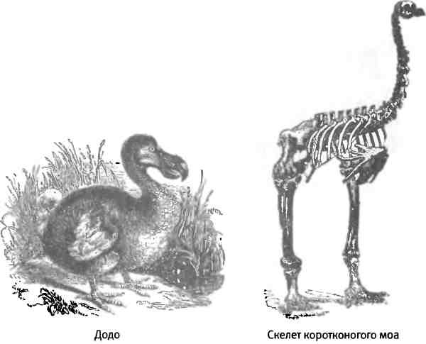 Иллюстрация к книге — Бесконечное число самых прекрасных форм [img_120.jpg]