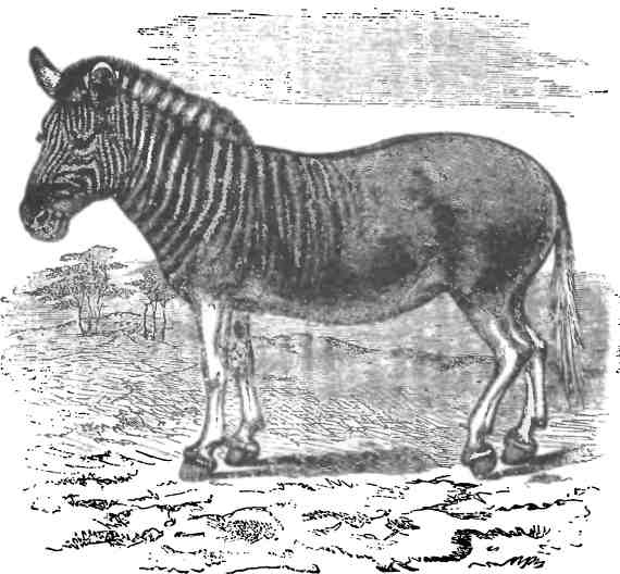 Иллюстрация к книге — Бесконечное число самых прекрасных форм [img_121.jpg]