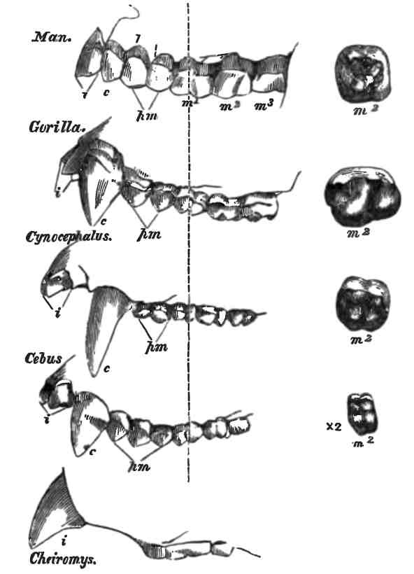 Иллюстрация к книге — Бесконечное число самых прекрасных форм [img_13.jpg]