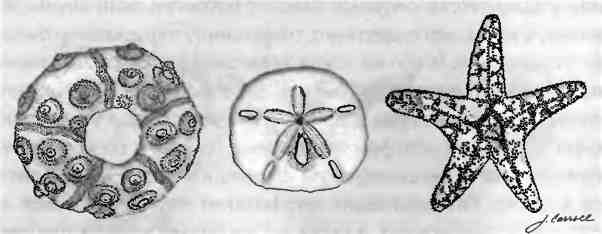 Иллюстрация к книге — Бесконечное число самых прекрасных форм [img_14.jpg]