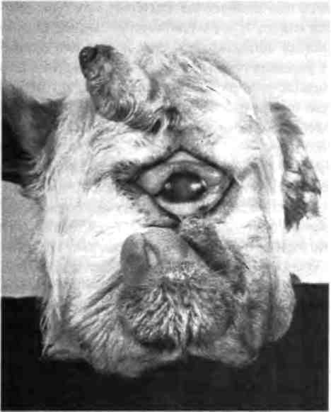 Иллюстрация к книге — Бесконечное число самых прекрасных форм [img_16.jpg]