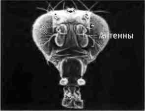 Иллюстрация к книге — Бесконечное число самых прекрасных форм [img_24.jpg]