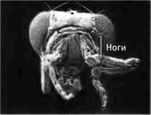 Иллюстрация к книге — Бесконечное число самых прекрасных форм [img_25.jpg]