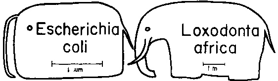 Иллюстрация к книге — Бесконечное число самых прекрасных форм [img_26.jpg]