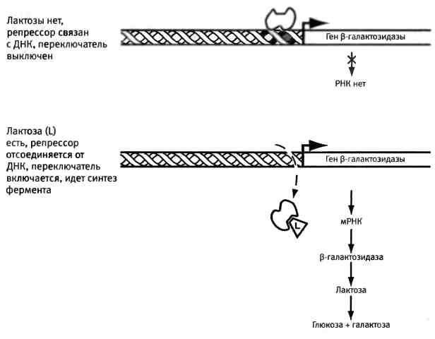 Иллюстрация к книге — Бесконечное число самых прекрасных форм [img_29.jpg]
