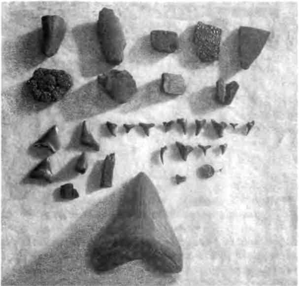 Иллюстрация к книге — Бесконечное число самых прекрасных форм [img_3.jpg]