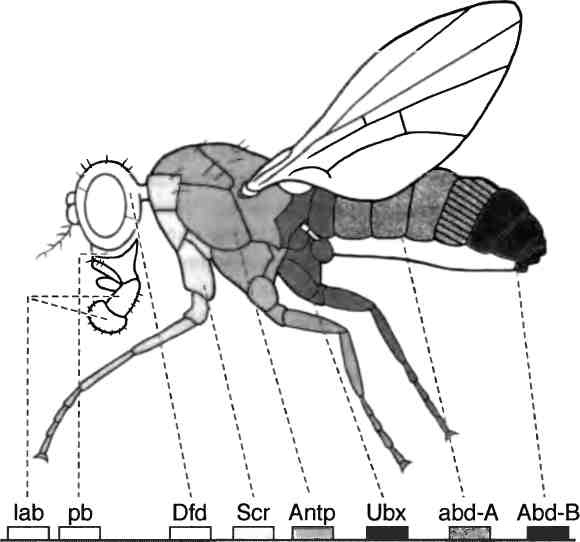 Иллюстрация к книге — Бесконечное число самых прекрасных форм [img_30.jpg]