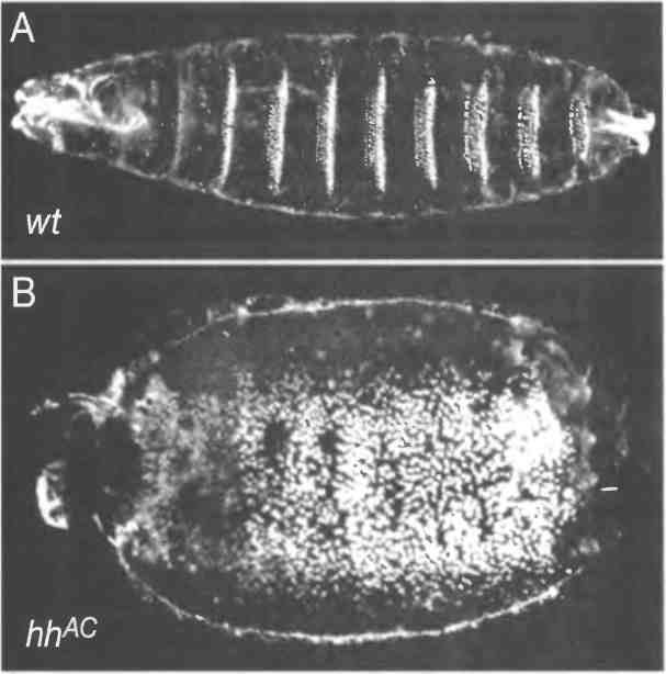 Иллюстрация к книге — Бесконечное число самых прекрасных форм [img_34.jpg]