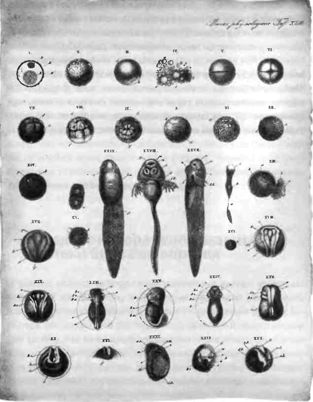 Иллюстрация к книге — Бесконечное число самых прекрасных форм [img_35.jpg]