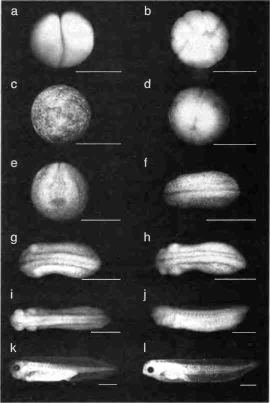 Иллюстрация к книге — Бесконечное число самых прекрасных форм [img_36.jpg]