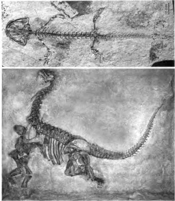 Иллюстрация к книге — Бесконечное число самых прекрасных форм [img_4.jpg]