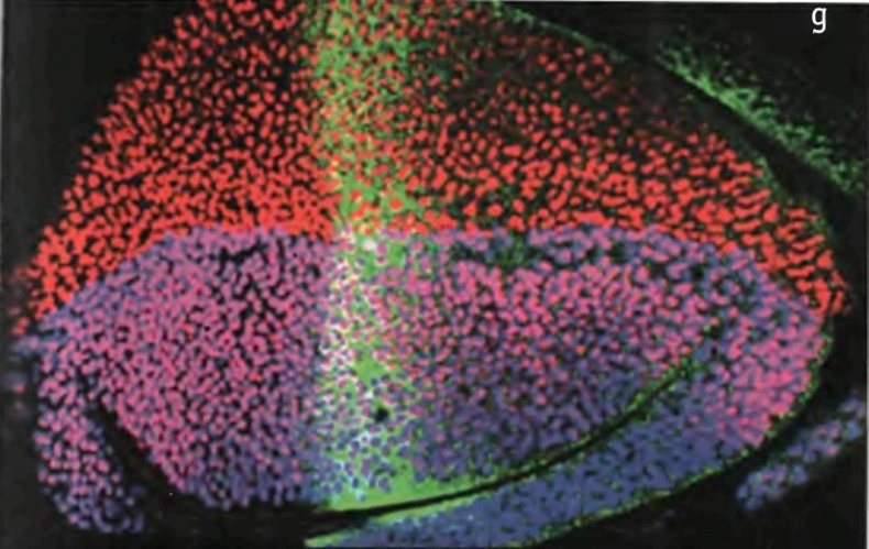 Иллюстрация к книге — Бесконечное число самых прекрасных форм [img_42.jpg]
