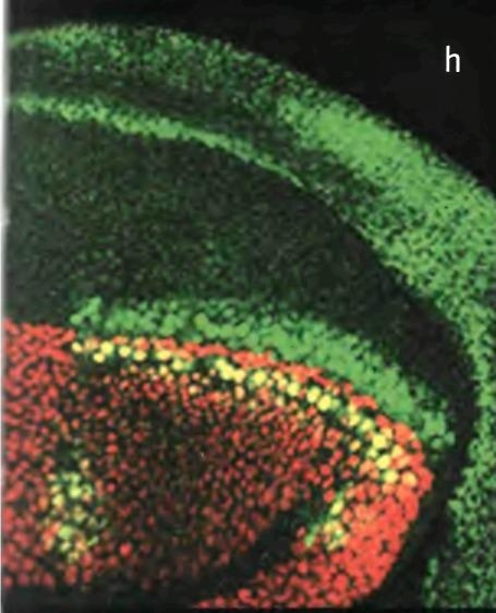 Иллюстрация к книге — Бесконечное число самых прекрасных форм [img_43.jpg]