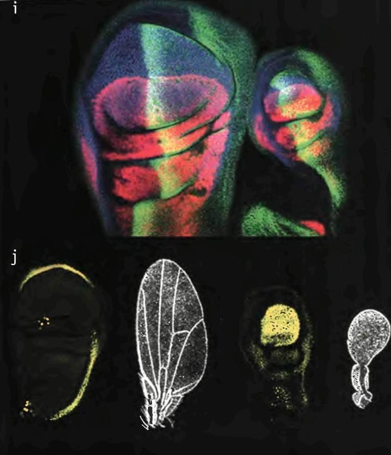 Иллюстрация к книге — Бесконечное число самых прекрасных форм [img_44.jpg]