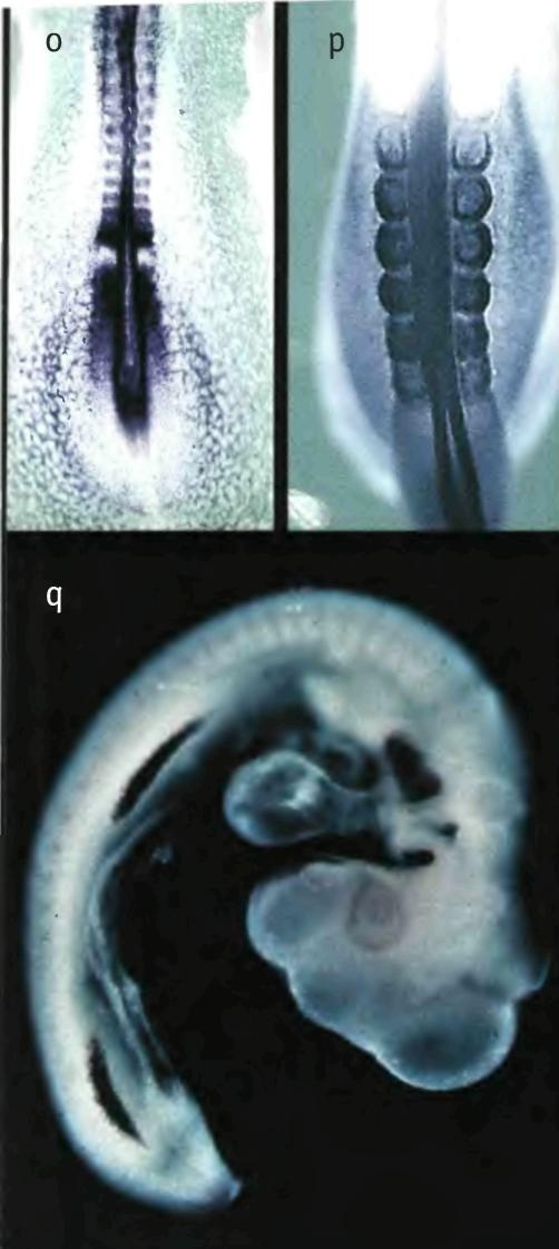 Иллюстрация к книге — Бесконечное число самых прекрасных форм [img_46.jpg]