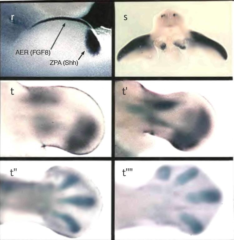 Иллюстрация к книге — Бесконечное число самых прекрасных форм [img_47.jpg]