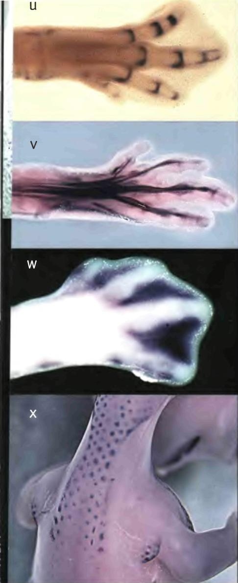 Иллюстрация к книге — Бесконечное число самых прекрасных форм [img_49.jpg]