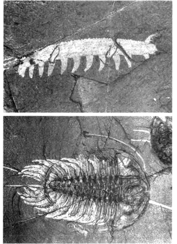Иллюстрация к книге — Бесконечное число самых прекрасных форм [img_5.jpg]