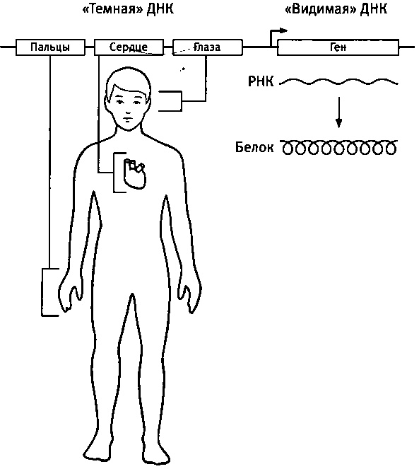 Иллюстрация к книге — Бесконечное число самых прекрасных форм [img_51.jpg]