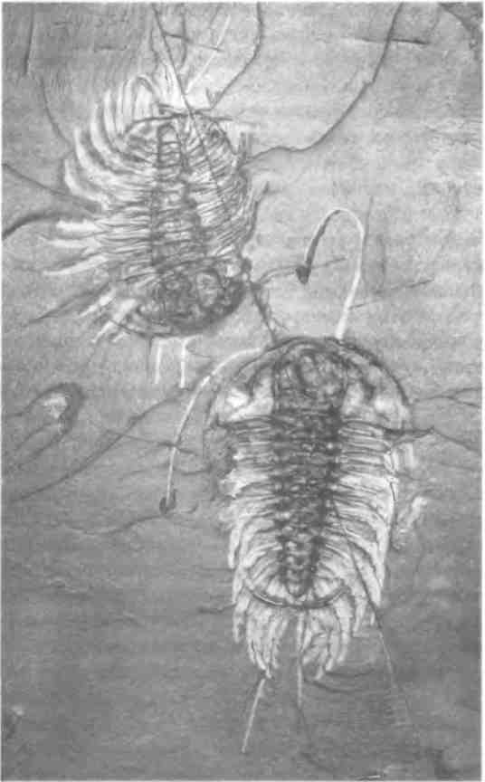 Иллюстрация к книге — Бесконечное число самых прекрасных форм [img_58.jpg]