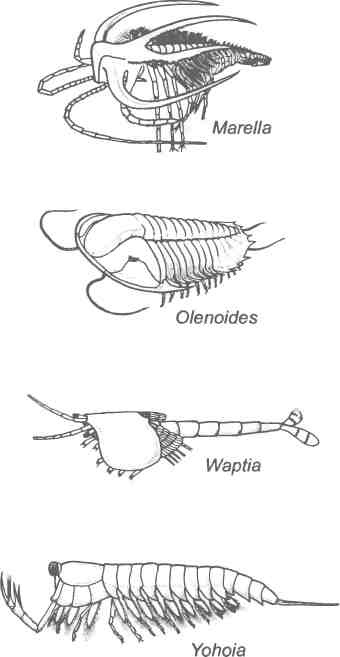 Иллюстрация к книге — Бесконечное число самых прекрасных форм [img_61.jpg]