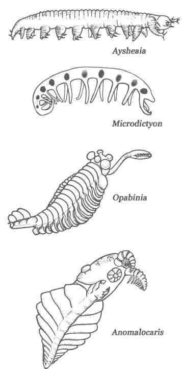 Иллюстрация к книге — Бесконечное число самых прекрасных форм [img_62.jpg]