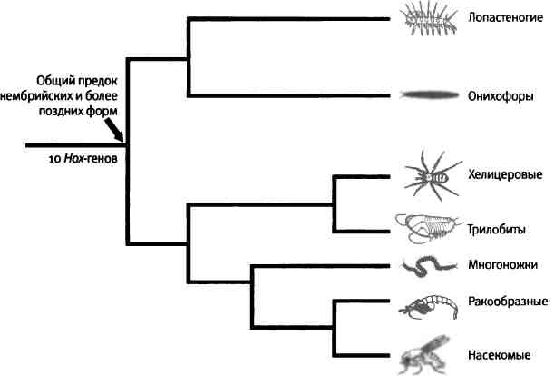 Иллюстрация к книге — Бесконечное число самых прекрасных форм [img_63.jpg]