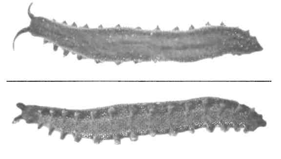 Иллюстрация к книге — Бесконечное число самых прекрасных форм [img_64.jpg]