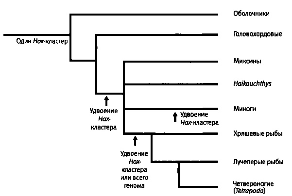 Иллюстрация к книге — Бесконечное число самых прекрасных форм [img_66.jpg]