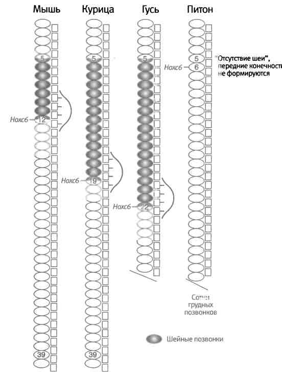 Иллюстрация к книге — Бесконечное число самых прекрасных форм [img_67.jpg]