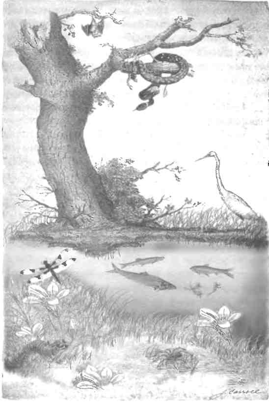 Иллюстрация к книге — Бесконечное число самых прекрасных форм [img_68.jpg]