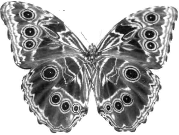 Иллюстрация к книге — Бесконечное число самых прекрасных форм [img_7.jpg]