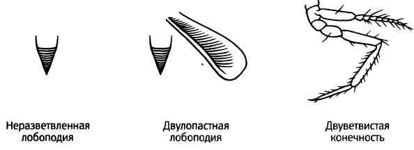 Иллюстрация к книге — Бесконечное число самых прекрасных форм [img_72.jpg]