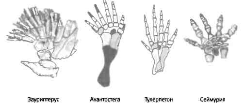 Иллюстрация к книге — Бесконечное число самых прекрасных форм [img_77.jpg]