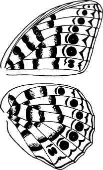 Иллюстрация к книге — Бесконечное число самых прекрасных форм [img_82.jpg]