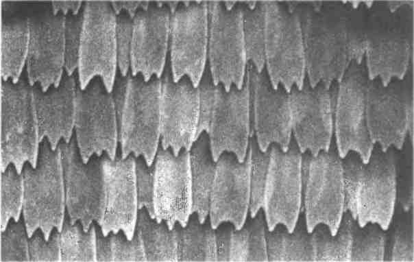 Иллюстрация к книге — Бесконечное число самых прекрасных форм [img_84.jpg]