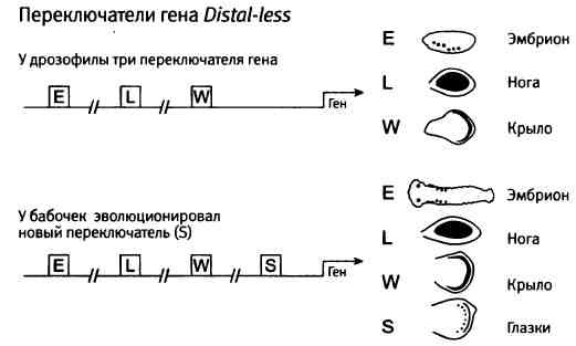 Иллюстрация к книге — Бесконечное число самых прекрасных форм [img_88.jpg]