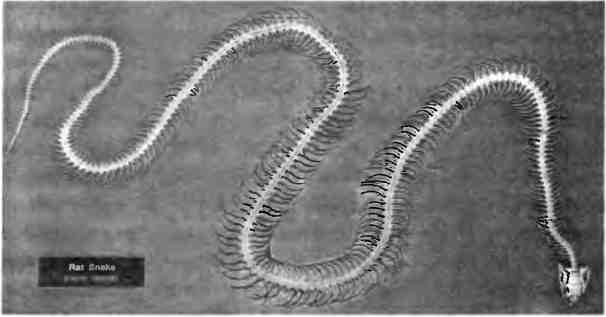 Иллюстрация к книге — Бесконечное число самых прекрасных форм [img_9.jpg]