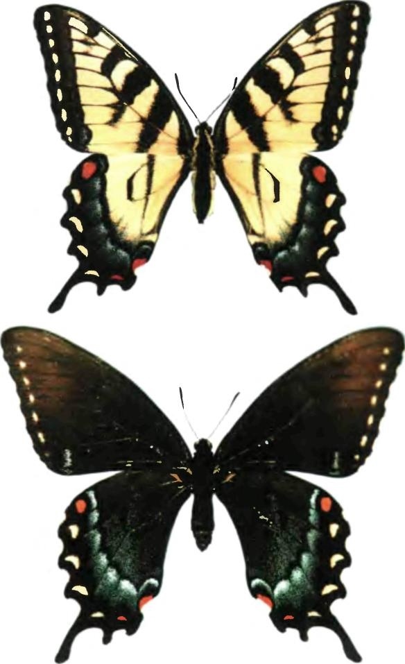 Иллюстрация к книге — Бесконечное число самых прекрасных форм [img_96.jpg]