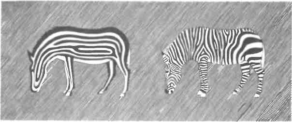 Иллюстрация к книге — Бесконечное число самых прекрасных форм [img_99.jpg]