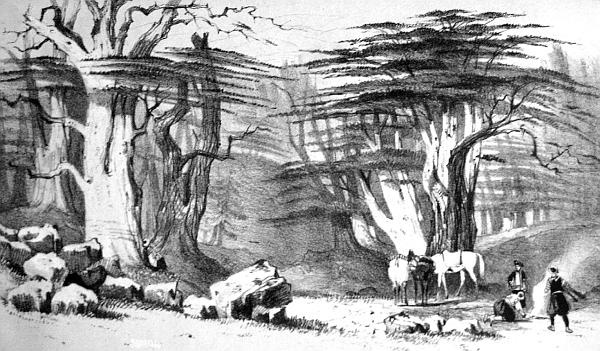 Иллюстрация к книге — Сирия и Палестина под турецким правительством [i_050.jpg]