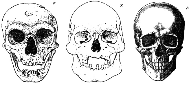Иллюстрация к книге — Тайная родословная человечества [_11.jpg]