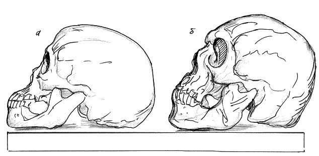 Иллюстрация к книге — Тайная родословная человечества [_21.jpg]