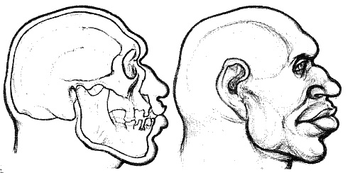 Иллюстрация к книге — Тайная родословная человечества [_22.jpg]
