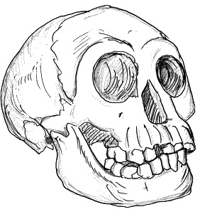 Иллюстрация к книге — Тайная родословная человечества [_26.jpg]