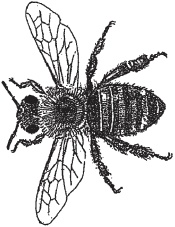 Иллюстрация к книге — Пуговицы Наполеона. Семнадцать молекул, которые изменили мир [i_004.jpg]