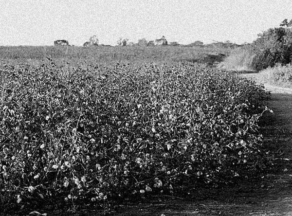 Иллюстрация к книге — Пуговицы Наполеона. Семнадцать молекул, которые изменили мир [i_070.jpg]