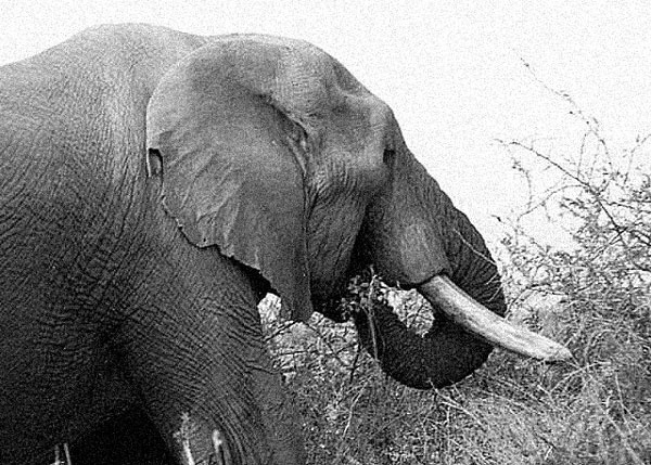 Иллюстрация к книге — Пуговицы Наполеона. Семнадцать молекул, которые изменили мир [i_123.jpg]