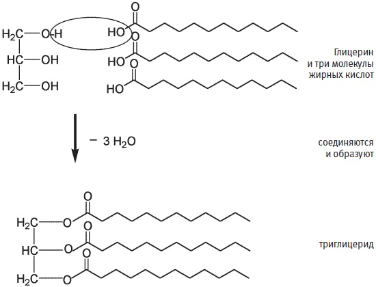 Иллюстрация к книге — Пуговицы Наполеона. Семнадцать молекул, которые изменили мир [i_242.jpg]