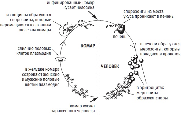 Иллюстрация к книге — Пуговицы Наполеона. Семнадцать молекул, которые изменили мир [i_288.jpg]